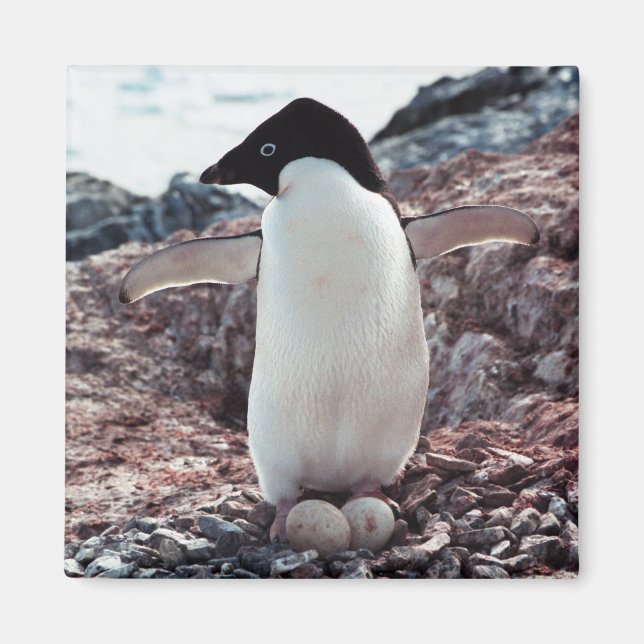 Imán Adelie Penguin Nest Magnet (Frente)