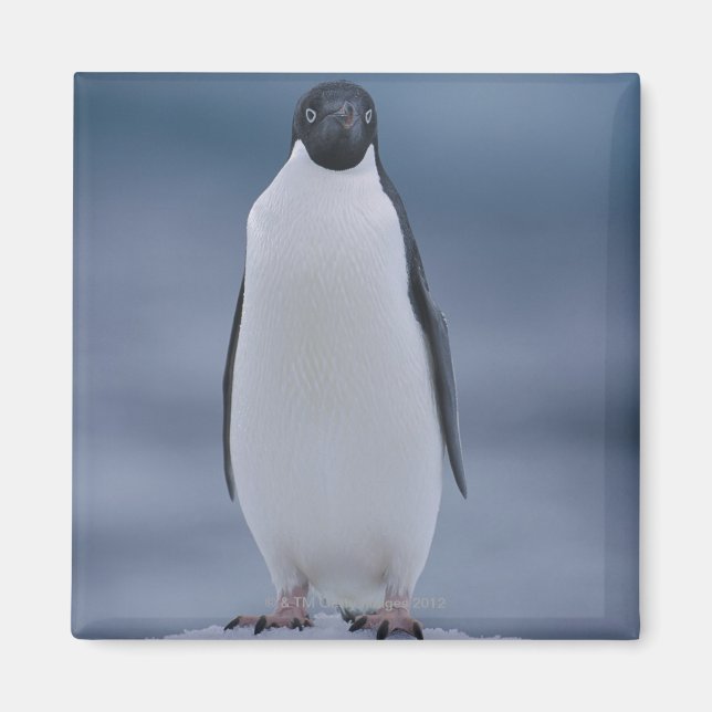 Imán Adelie Penguin sobre hielo (Frente)
