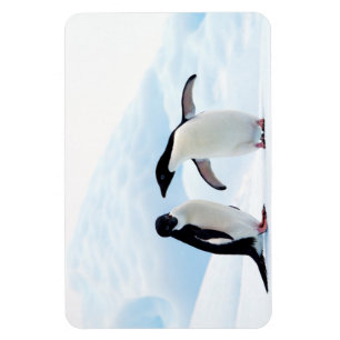 Imán Adelie Penguins