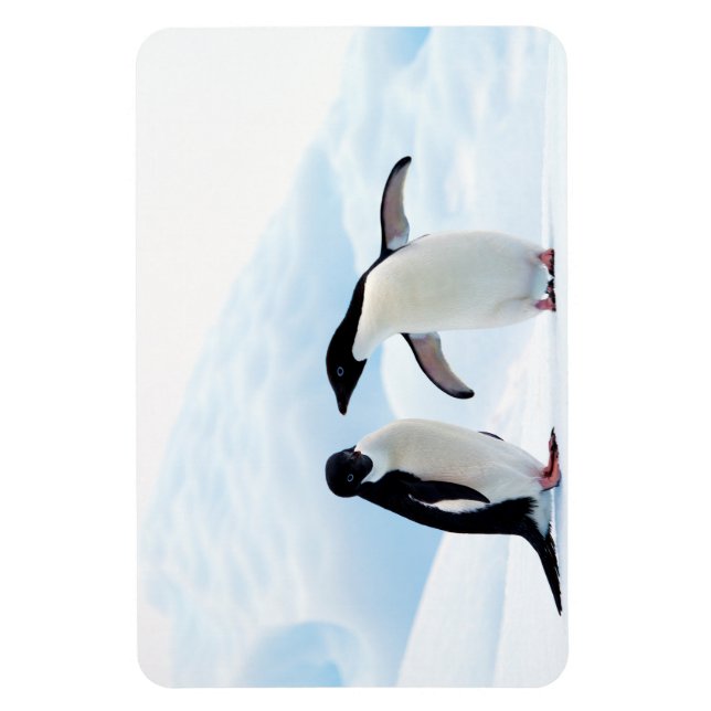 Imán Adelie Penguins (Vertical)