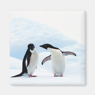 Imán Adelie Penguins