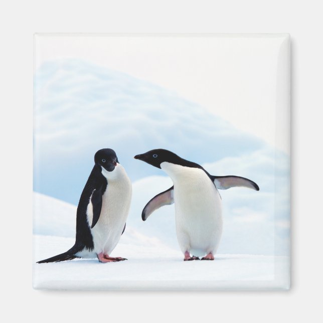 Imán Adelie Penguins (Frente)