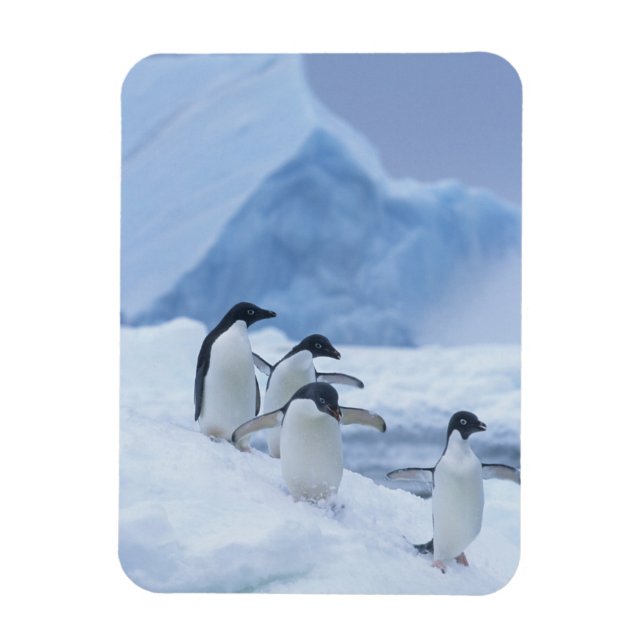 Imán Adelie Penguins (Pygoscelis adeliae) sobre hielo, (Vertical)