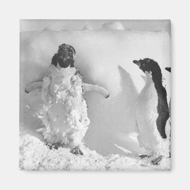 Imán Adeliemanchot (Frente)