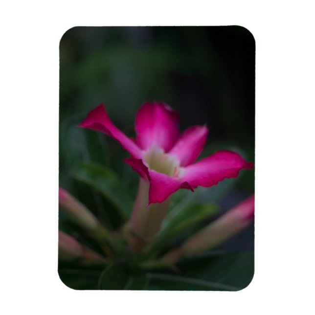 Imán Adenium obesum (Vertical)