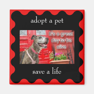 Imán adoptar un mascota, salvar una vida
