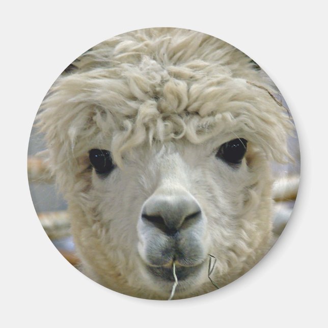 Imán Adorable (Frente)