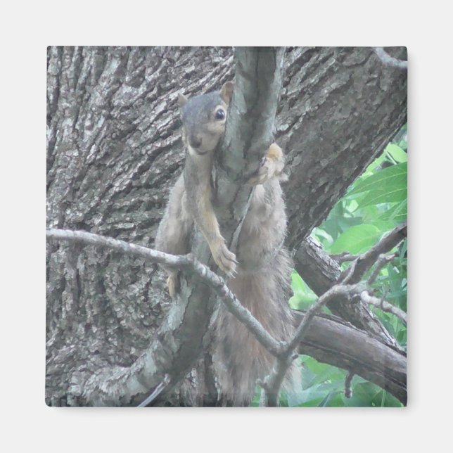 Imán Adorable ardilla durmiendo en una rama (Frente)