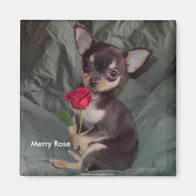 Imán Adorable bebé lindo Chihuahua Merry Rosa (Frente)