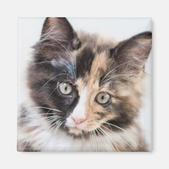 Imán Adorable Calico Kitten (Frente)