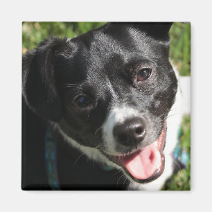 Imán Adorable Chorkie Puppy