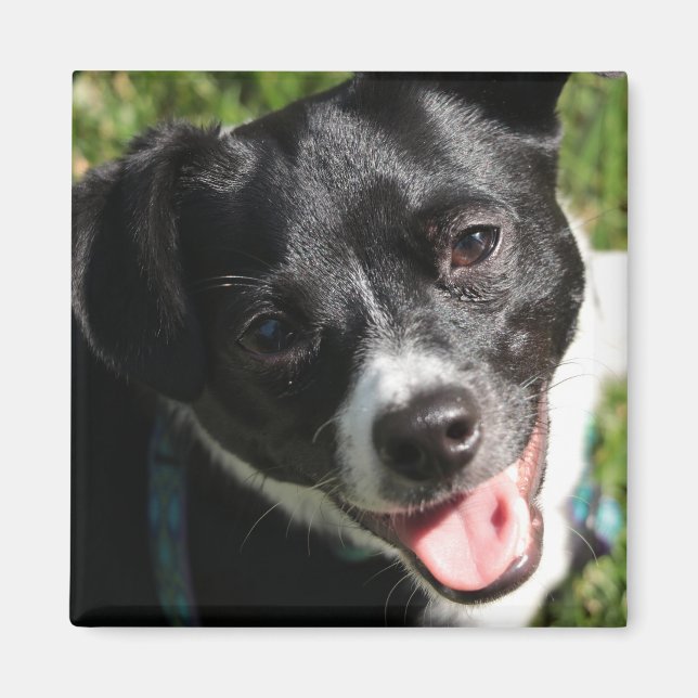 Imán Adorable Chorkie Puppy (Frente)