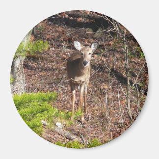 Imán Adorable ciervo en la fotografía natural de Woods