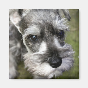 Imán adorable del perrito del Schnauzer miniatura