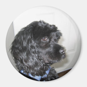 Imán adorable del perro