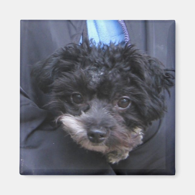 Imán adorable DOG (Frente)