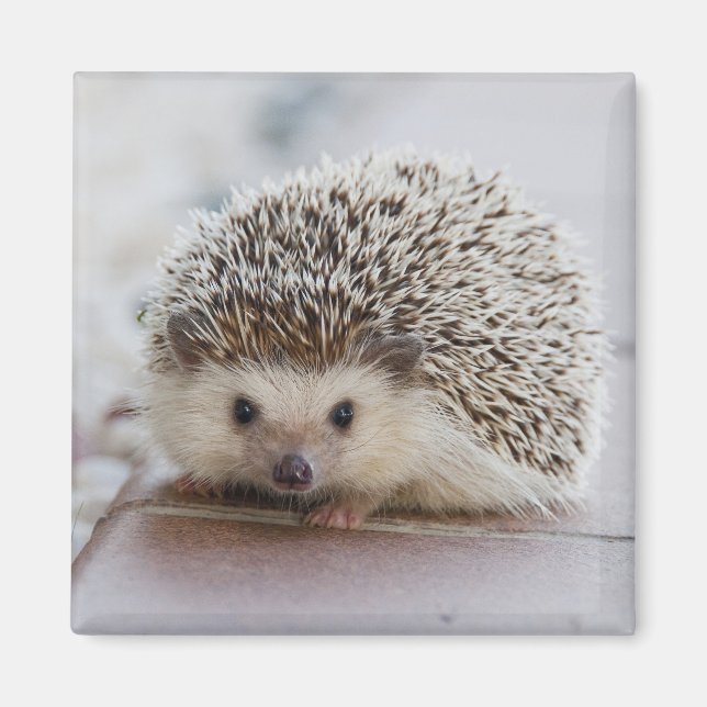 Imán Adorable hedgehog (Frente)