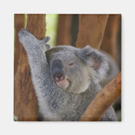 Imán Adorable Koala Bear Magnet