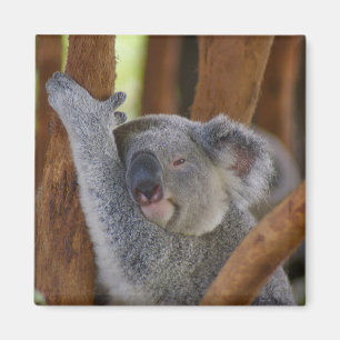 Imán Adorable Koala Bear Magnet