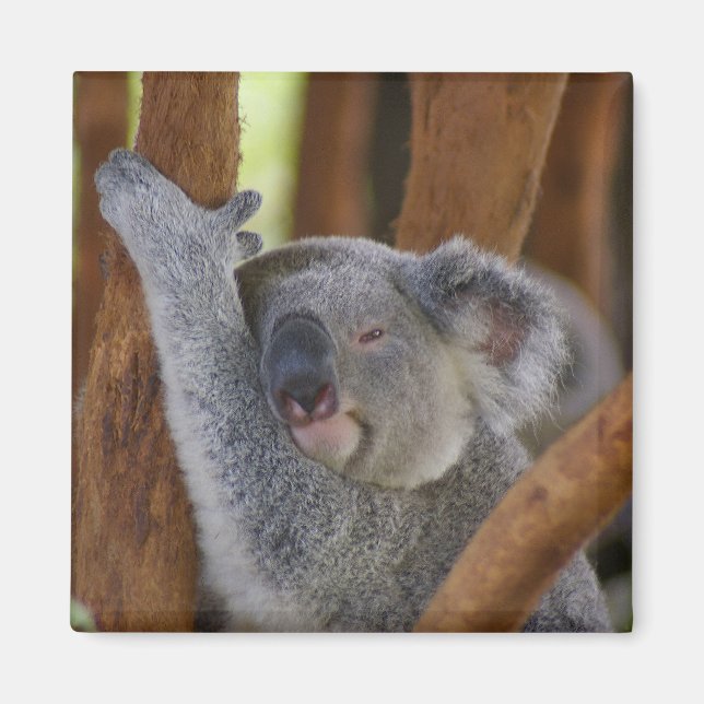 Imán Adorable Koala Bear Magnet (Frente)