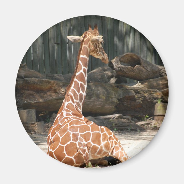 Imán Adorable Sitting Giraffe (Frente)