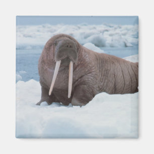 Imán Adorable Walrus