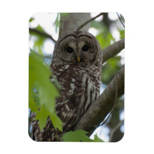 Imán Adulto Barred Owl