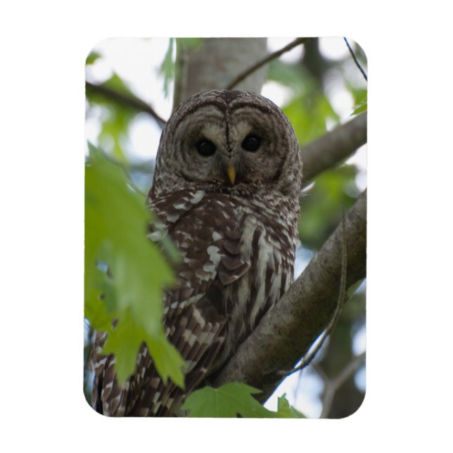 Imán Adulto Barred Owl (Vertical)