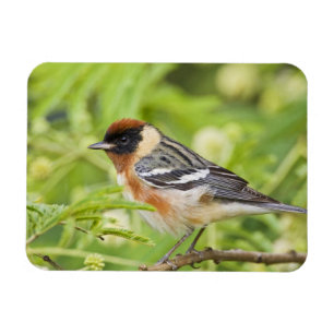 Imán Adulto Warbler (Dendroica castanea) de pecho