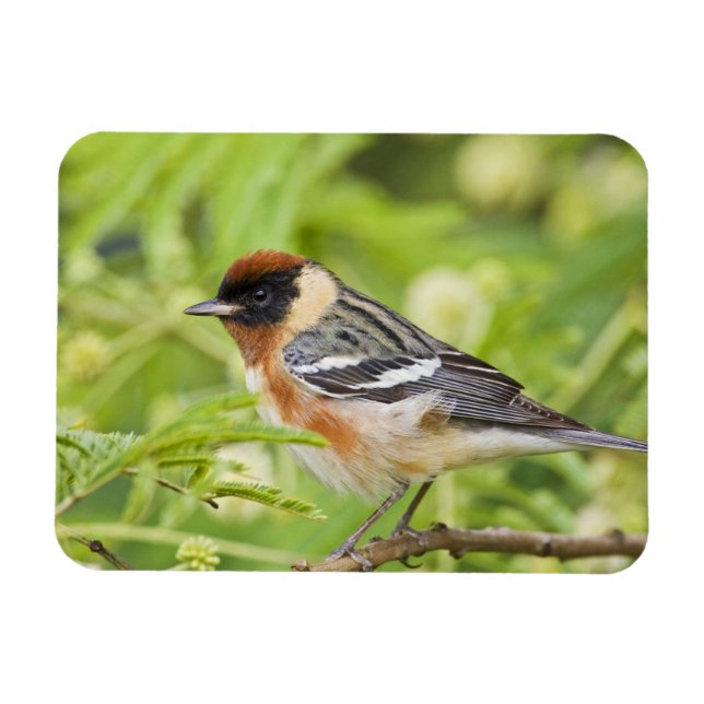 Imán Adulto Warbler (Dendroica castanea) de pecho (Horizontal)