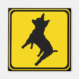 Imán Advertencia - Chihuahua Xing!