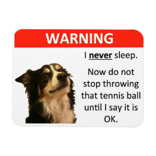 Imán Advertencia de la pelota de tenis (border collie)