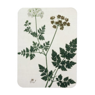 Imán Aethusa Cynapium de "Phytographie Medicale" por J