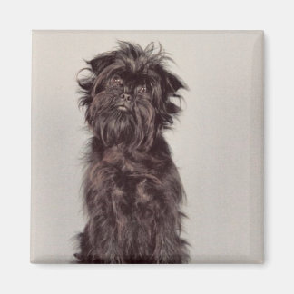 Imán Affenpinscher Magnet