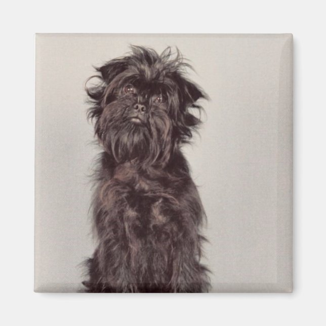 Imán Affenpinscher Magnet (Frente)