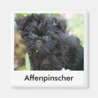 Imán Affenpinscher Puppy Magnet