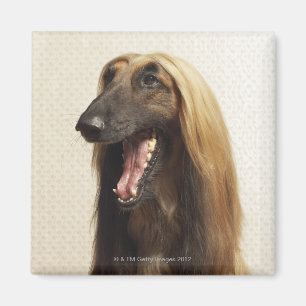 Imán Afgano que se sienta en sitio