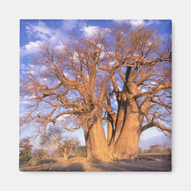 Imán África, Botsuana, Delta del Okavango. Baobab (Frente)
