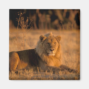 Imán África, Botsuana, Delta del Okavango. León (Panthe