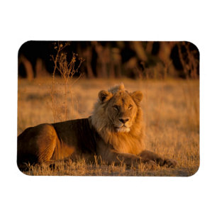 Imán África, Botsuana, Delta del Okavango. León (Panthe