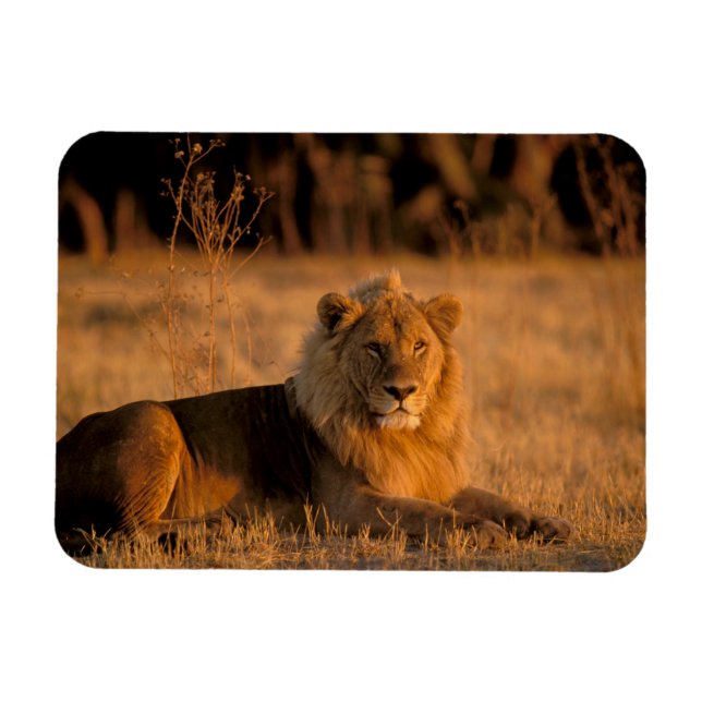 Imán África, Botsuana, Delta del Okavango. León (Panthe (Horizontal)