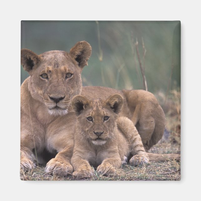 Imán África, Botsuana, Delta del Okavango. Leones (Frente)