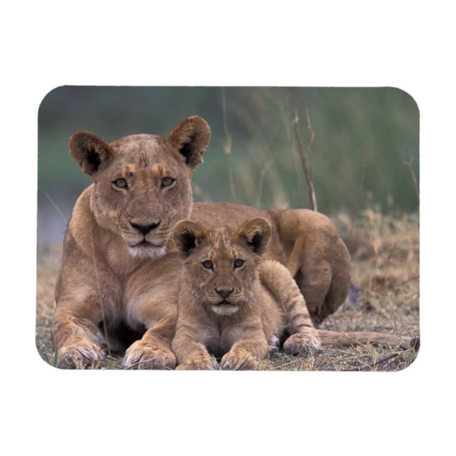 Imán África, Botsuana, Delta del Okavango. Leones (Horizontal)