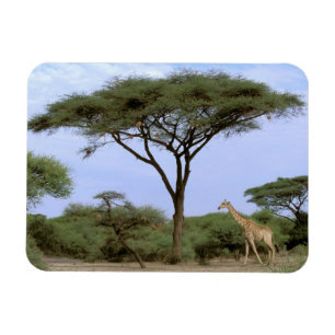 Imán África, Botsuana, Delta del Okavango. Meridional