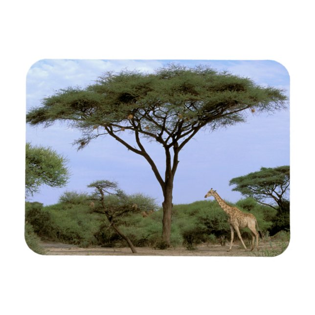 Imán África, Botsuana, Delta del Okavango. Meridional (Horizontal)