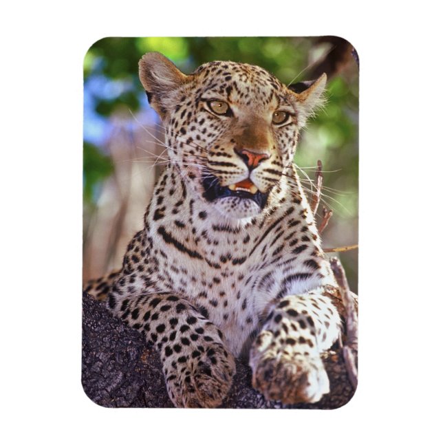 Imán África, Botsuana, Delta del Okvango, leopardo salv (Vertical)