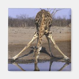 Imán África, Botsuana, Parque Nacional Chobe, Jirafa