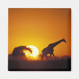 Imán África, Botsuana, Parque Nacional Chobe, Jirafa 2