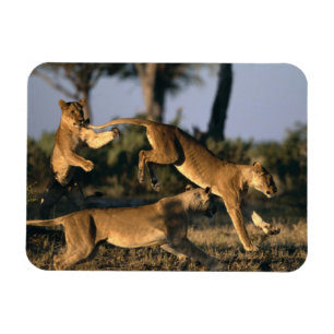 Imán África, Botsuana, Parque Nacional Chobe, Leonas