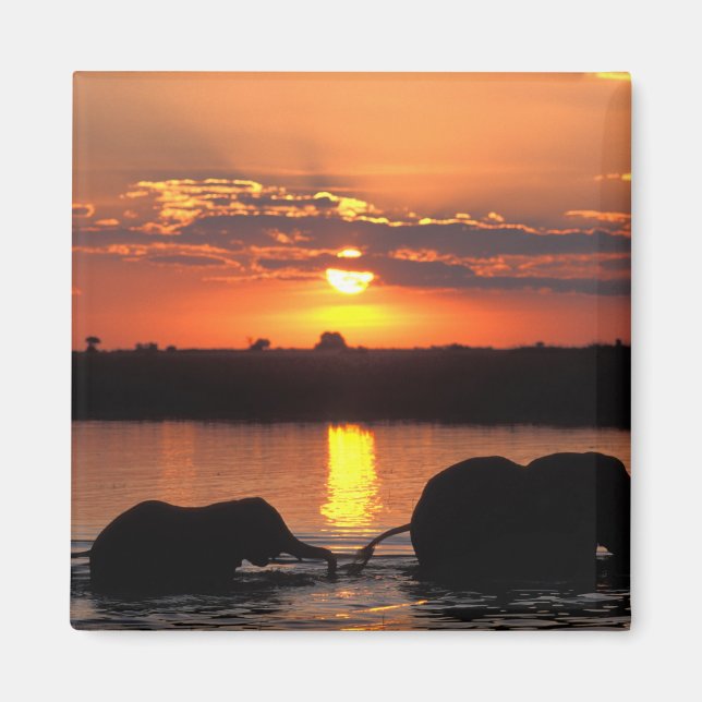 Imán África, Botsuana, Parque Nacional Chobe, Manada (Frente)